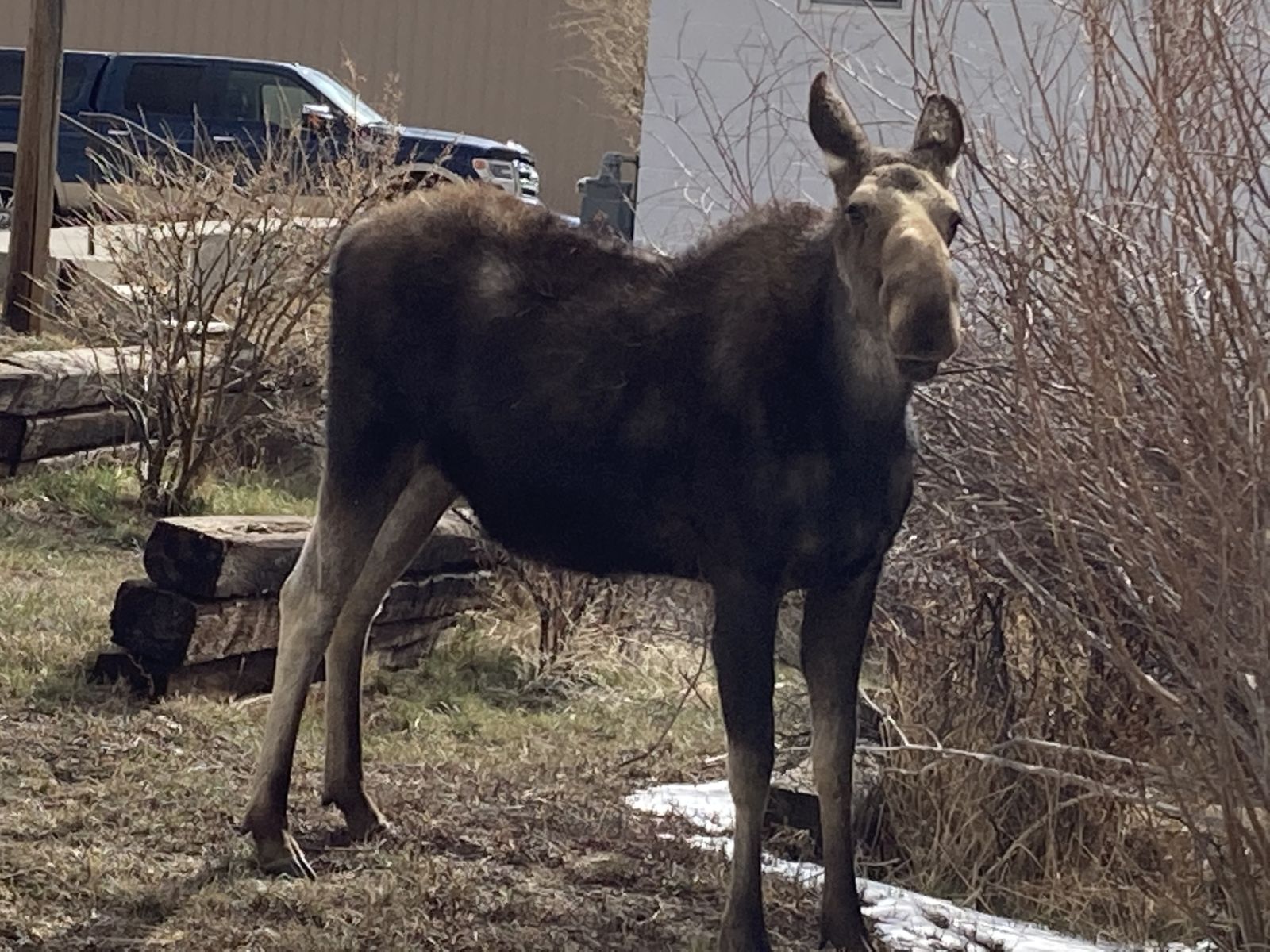 North Park Moose Viewing Season is Back in Walden, CO